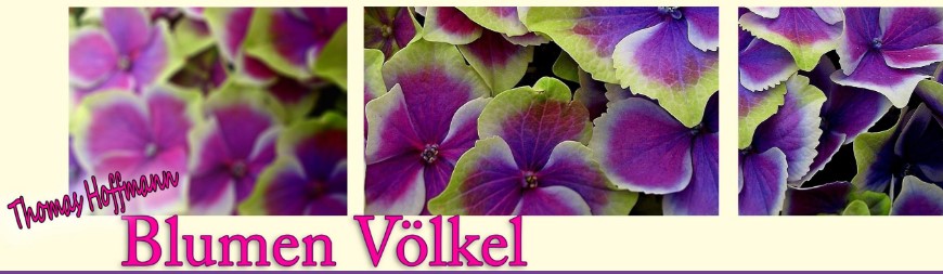 Blumen Völkel