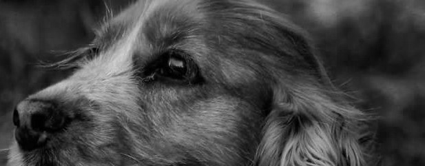 Hundesalon Honey | Alle Vierbeiner Herzlich Willkommen