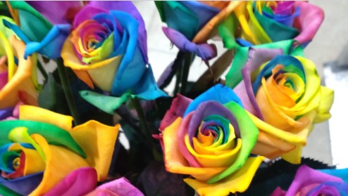 Blumen Rosa